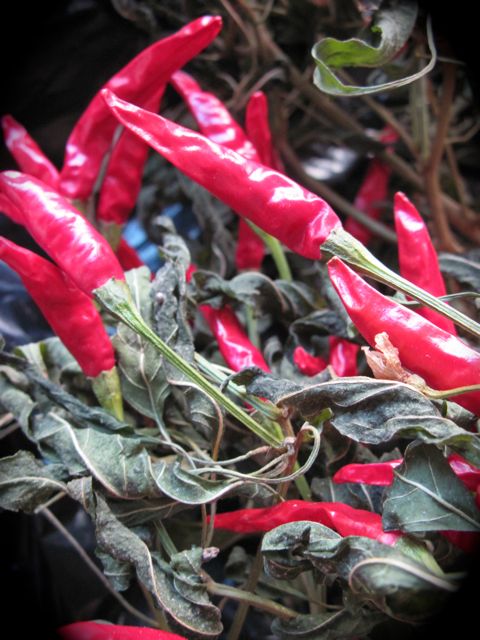 Harvesting thai pepper plant