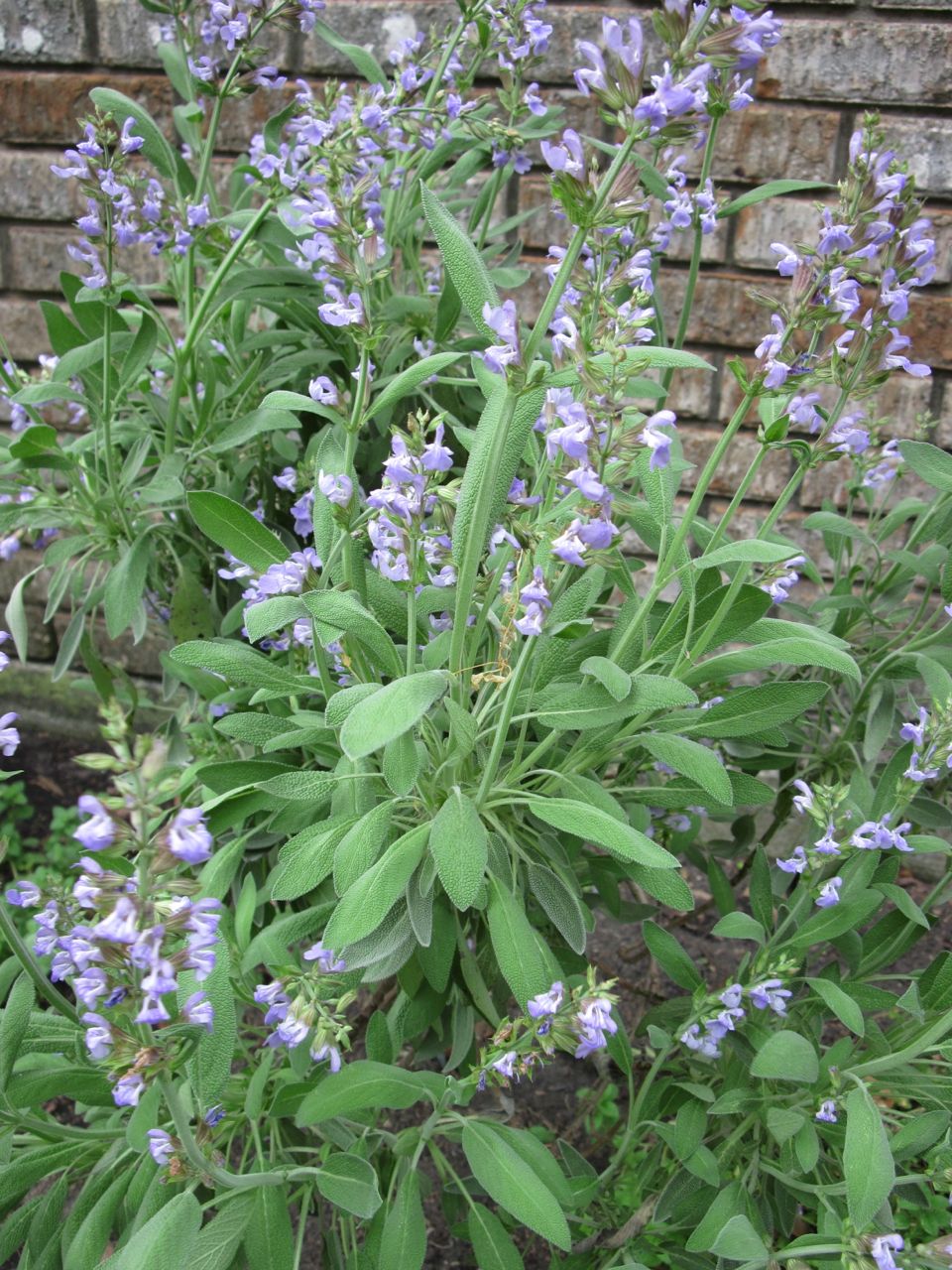 savory-sage-for-taste-sight-smell-taking-time-to-smell-the-roses