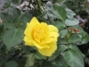 Like a yellow rose of Texas 