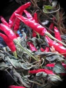 Thai peppers are colorful decorative plants