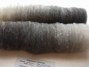 Batts carded from sorted Jacob Sheep wool