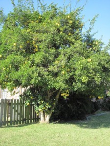 Sweet Orange Tree overgrown with Rough Lemon root stock