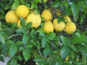 Rough Lemons on tree