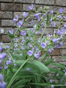 Sage flowers are both beautiful and edible