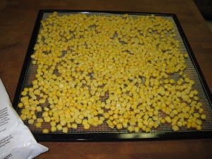 Frozen corn kernels spread on dehydrator tray